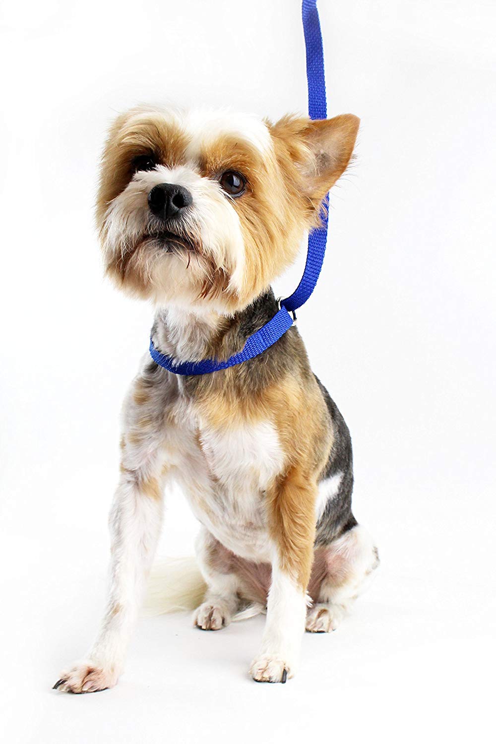 Midlee 4 Foot Dog Kennel Slip Lead Heavy Duty Nylon Pack Of 10 Assorted
