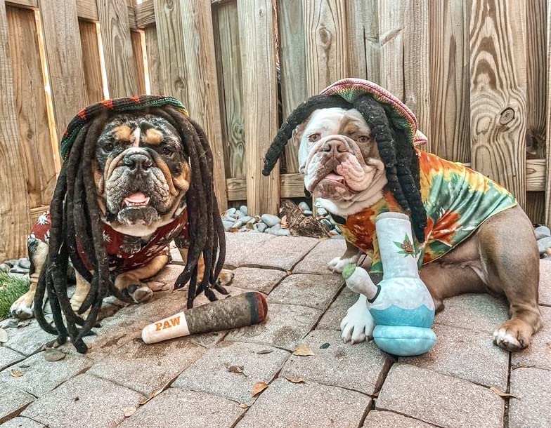 Nestpark Doggy Doobie - Funny Dog Toys - Plush Squeaky Toys For Medium, Small And Large - Cool Stuffed Cute Gifts For Dog Birthday