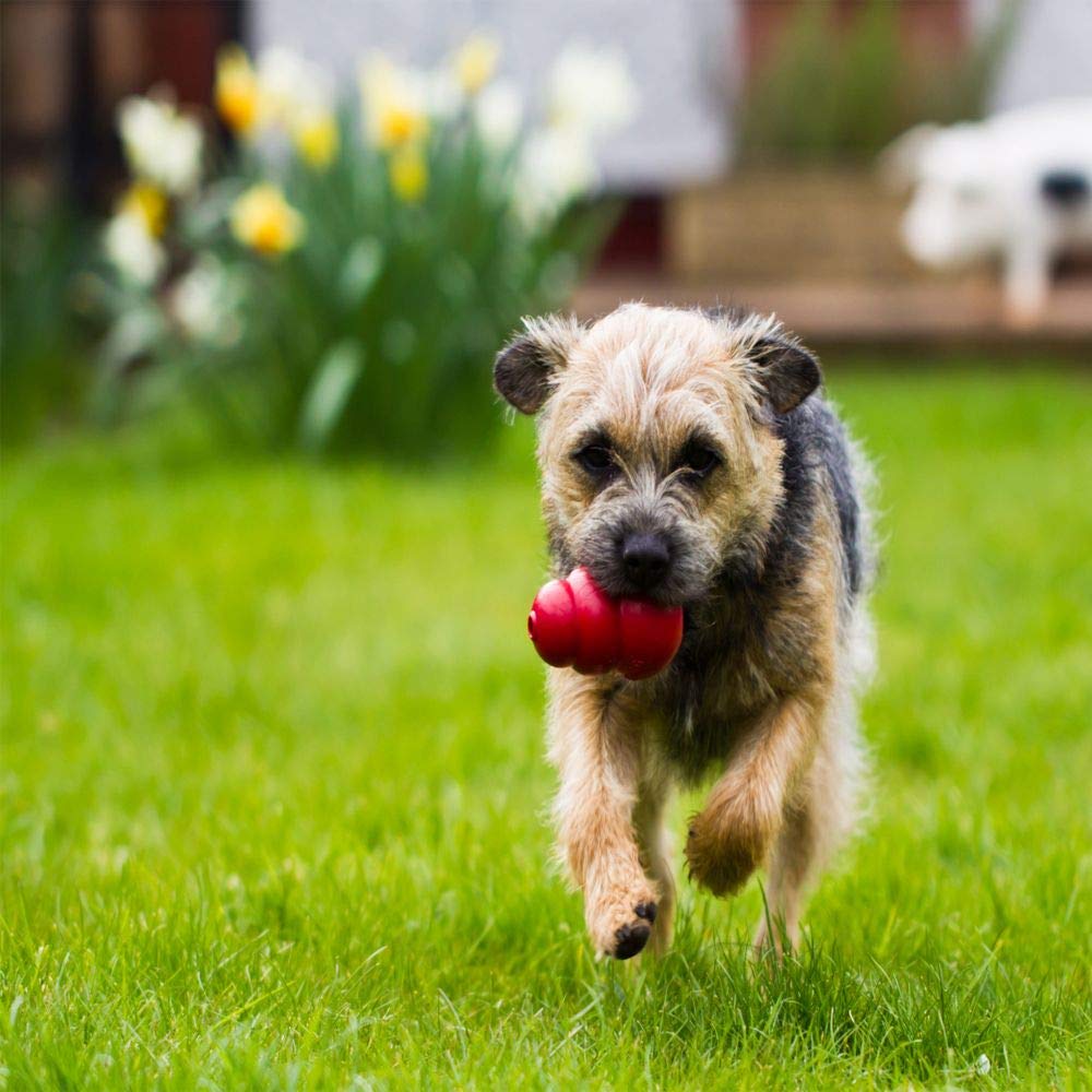 KONg classic Medium Dog Toy Red Medium Pack of 2