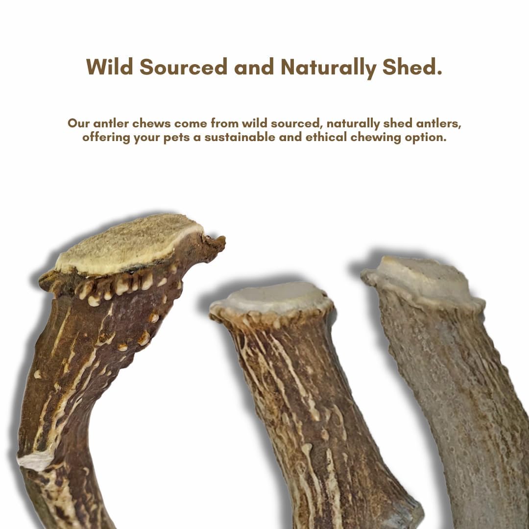 WhiteTail Naturals - Deer Antlers for Large Dogs (2 Pack- Jumbo XXL) All Natural Antler Dog Chew - Naturally Shed, Long Lasting