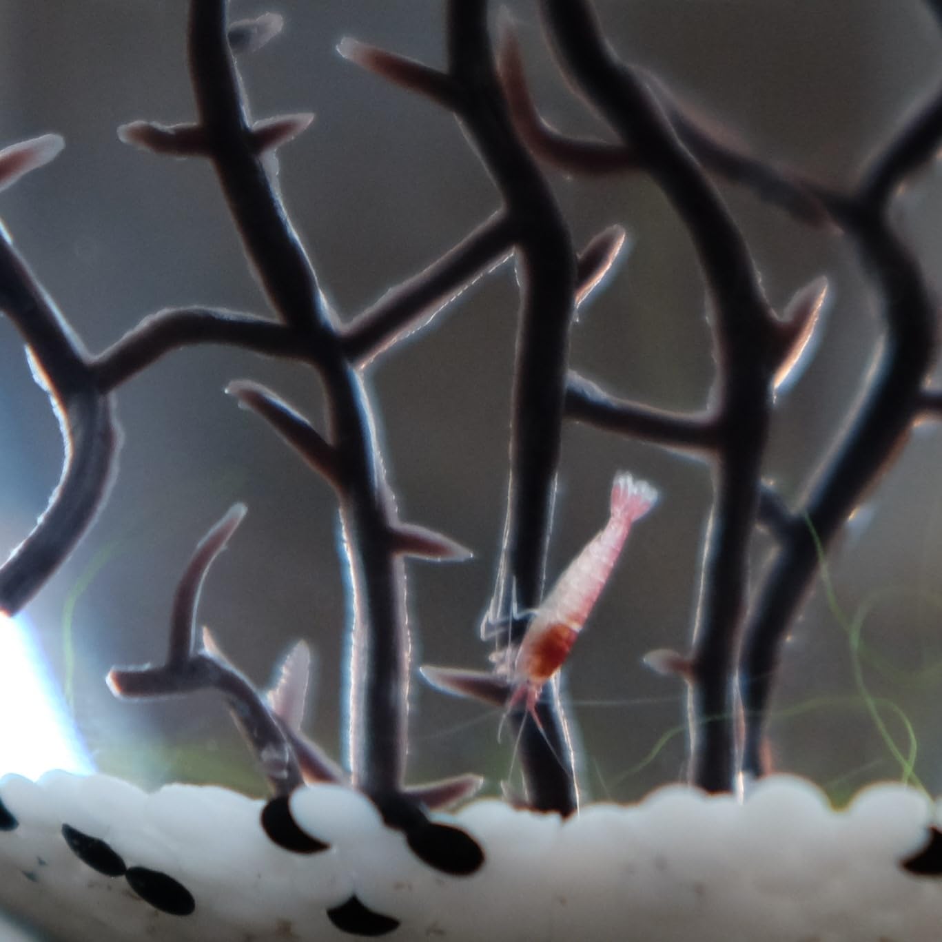Eccosmo- Closed Ecosystem, Small Round Sphere 4