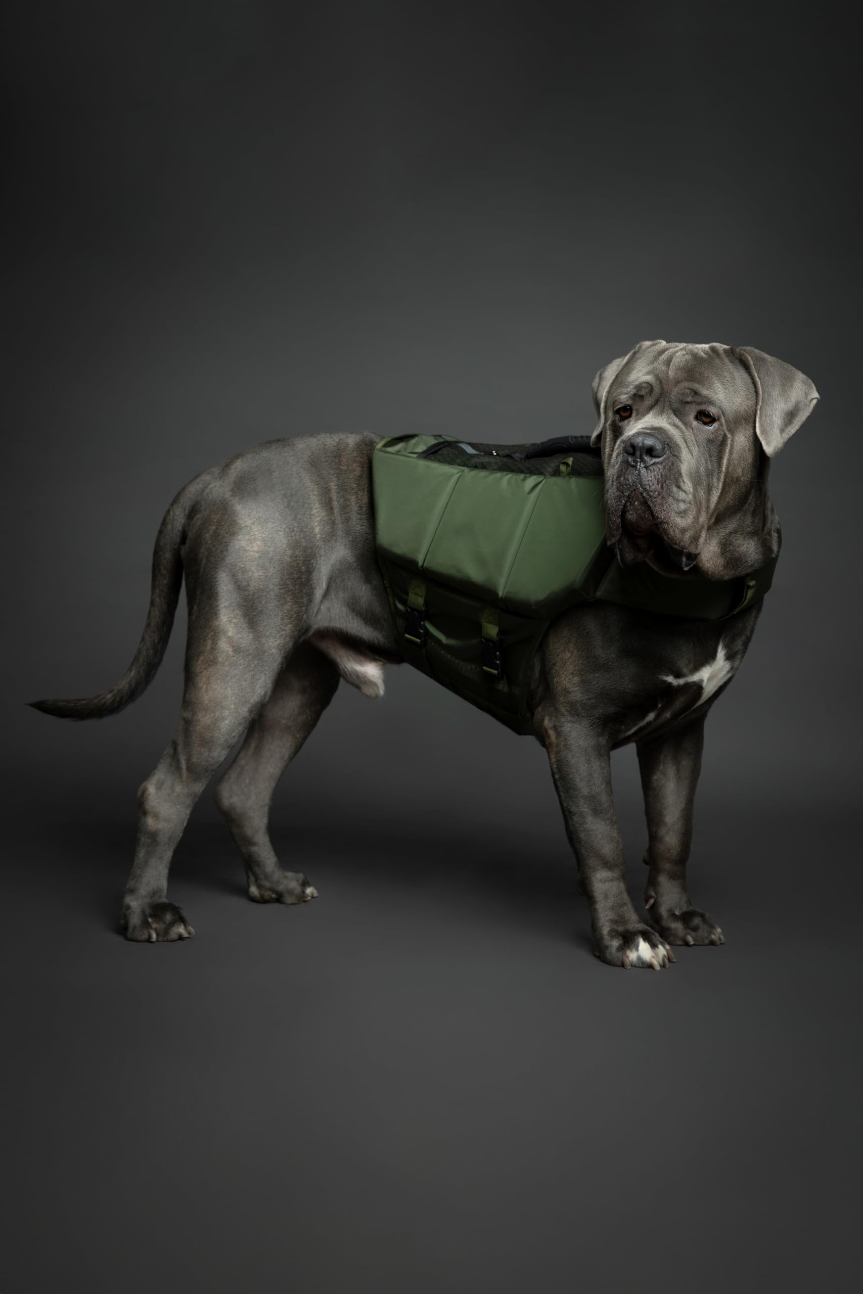 Noah & Paw Dog Life Jacket, Human Standards Lifejacket Design, Dog Life Vest For Swimming And Boating, 3X Foam Support For Max F