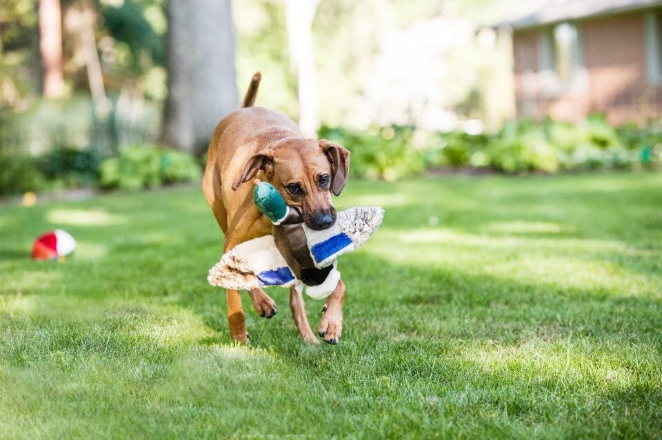 Fluff & Tuff Wally Mallard Pet Toy