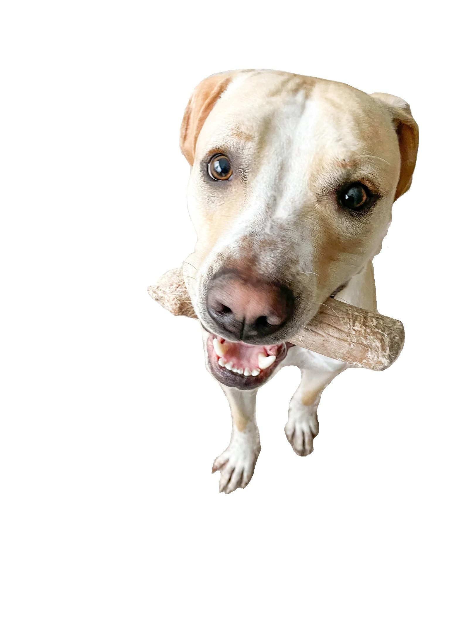 Kspl, 100% Natural Wood Chew Toy, For Adult & Young Pet Dogs, Pet Safe Dog Toy, Dental Care For Dog, Splinter Free, Pack Of 1 Un
