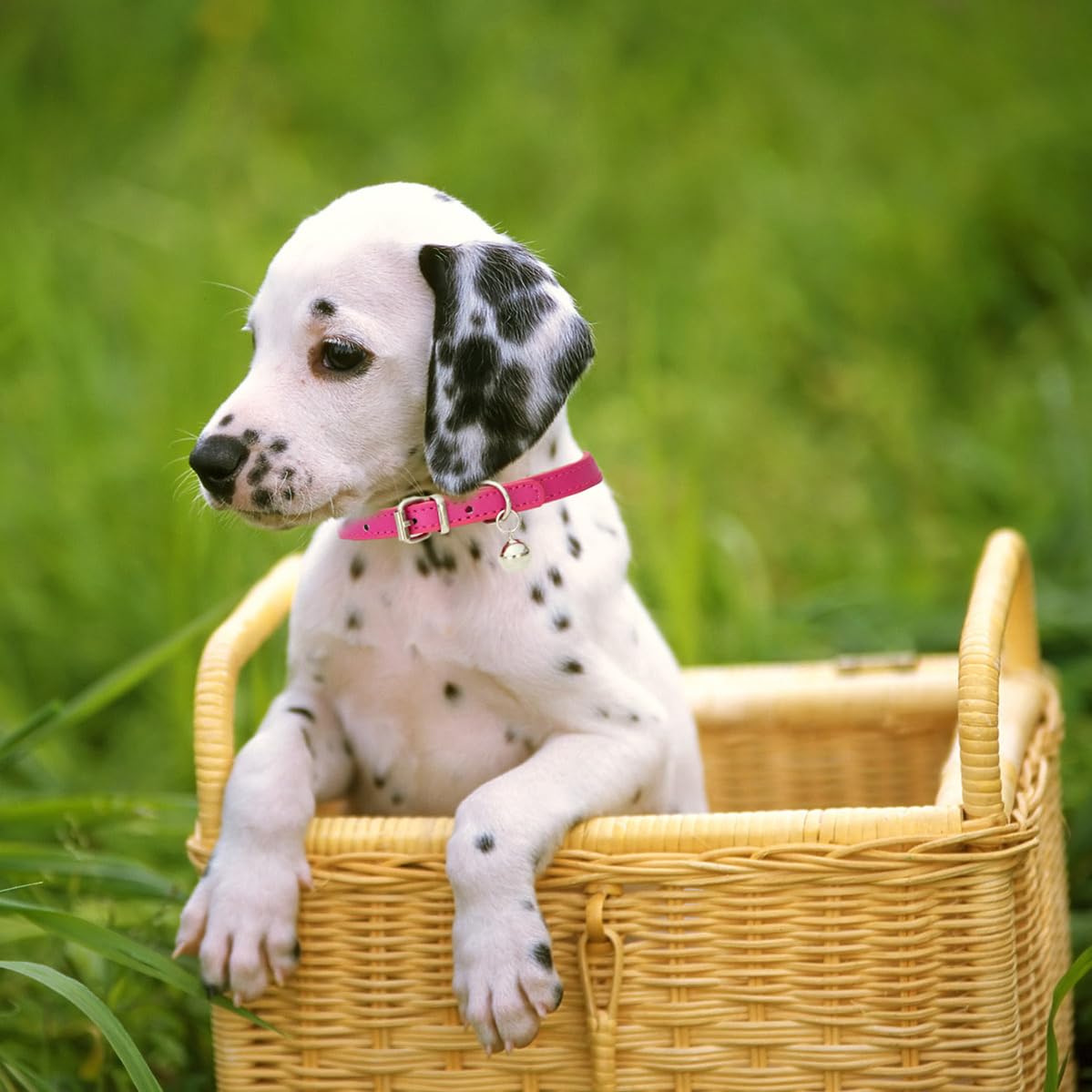 Hot Pink Mefium Dog Collar With Bell,Soft Pu Leather Dog Collar With Bell Adjustable Buckle For Xxs Extra Small Medium Tiny Male