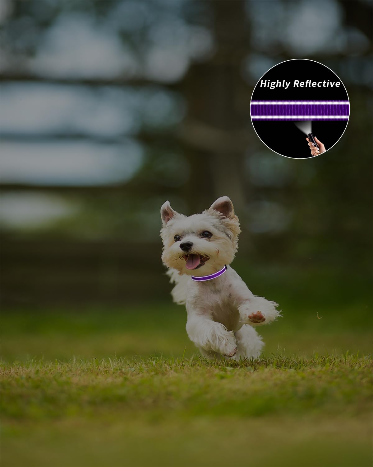 Tagme Reflective Nylon Dog Collars, Adjustable Classic Dog Collar With Quick Release Buckle For Extra Small Dogs, Purple, 5/8' Width