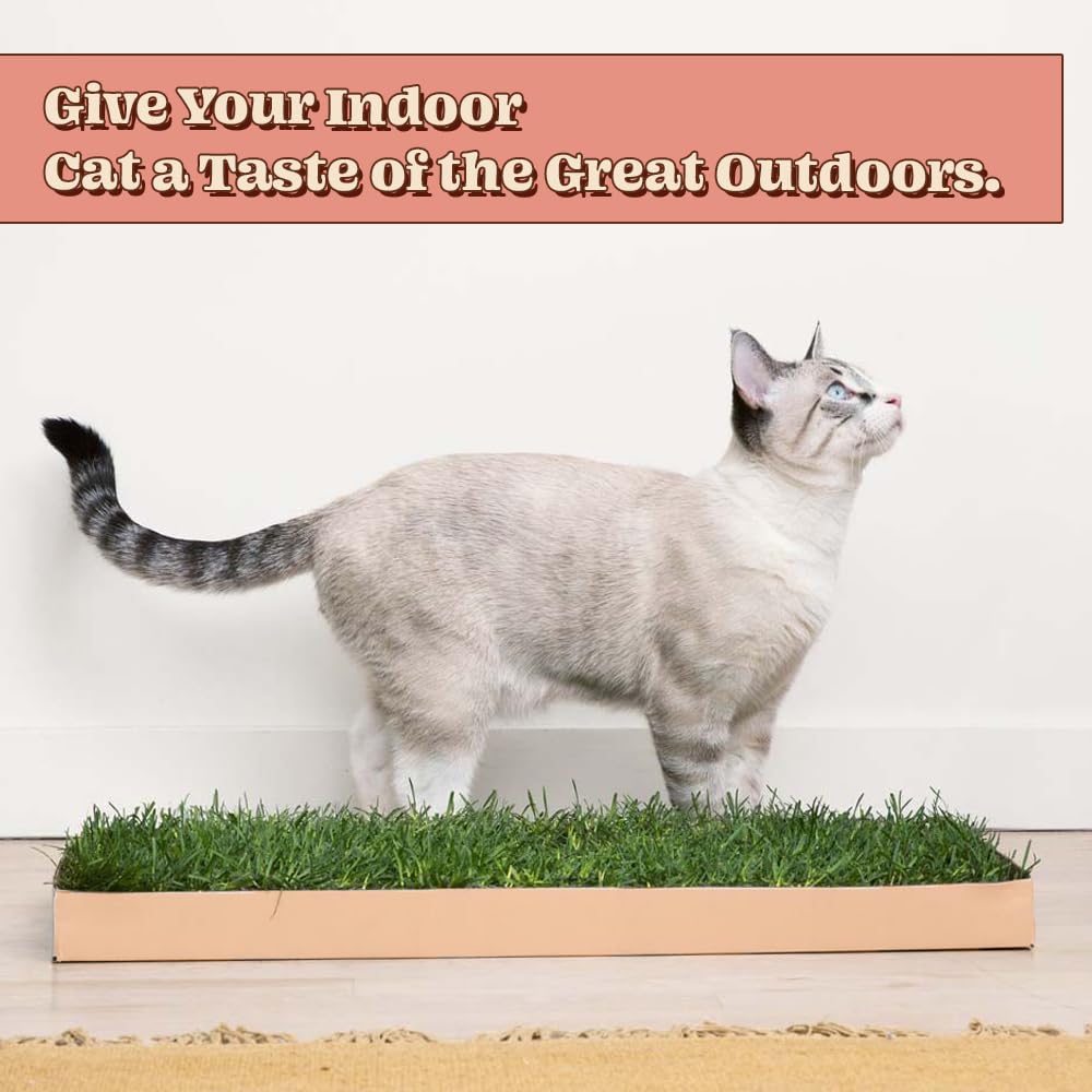 Cat Real Grass Window Bed Perch, Real Grass Cat Window Lounge Bed, Indoor Real Grass Window Bed Perch For Cat, Window Perch For Small And Large Cat, Cat Window Seat Bed For Windowsill And Bedside