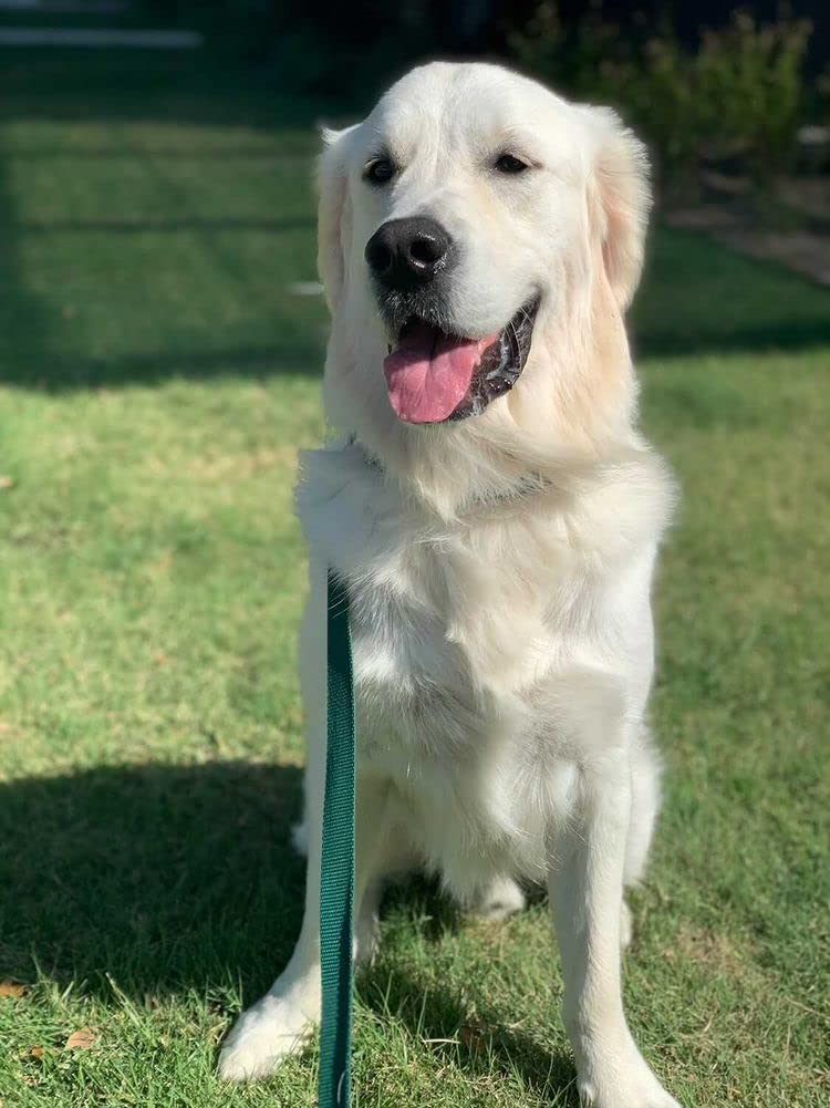 Country Brook Petz - 1 Inch Solid Color Nylon Dog Leash - Durable Clip - Soft Handle (1 Inch Wide, 6 Foot, Teal)