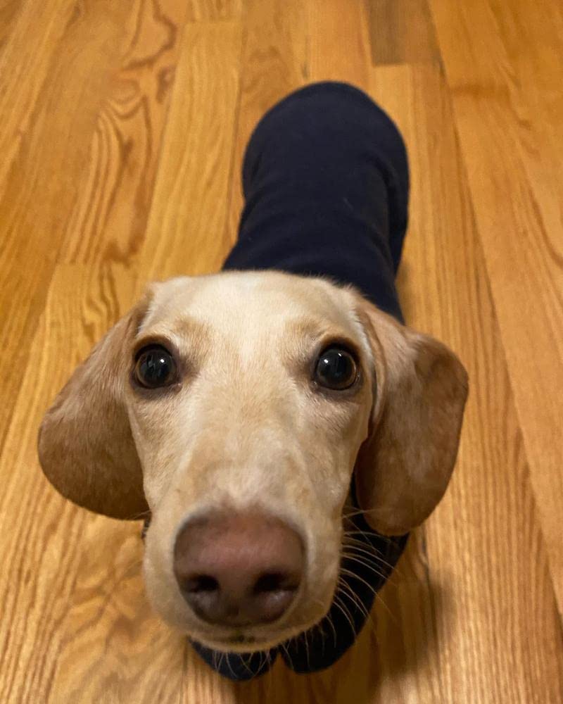Gooby - Fleece Vest, Small Dog Pullover Fleece Jacket With Leash Ring, Navy, X-Large
