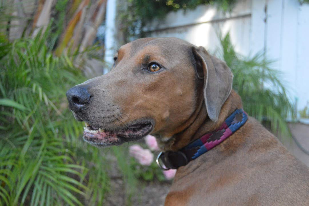 Gaucho Goods Soft Leather Dog Collar - Napa Valley (M)