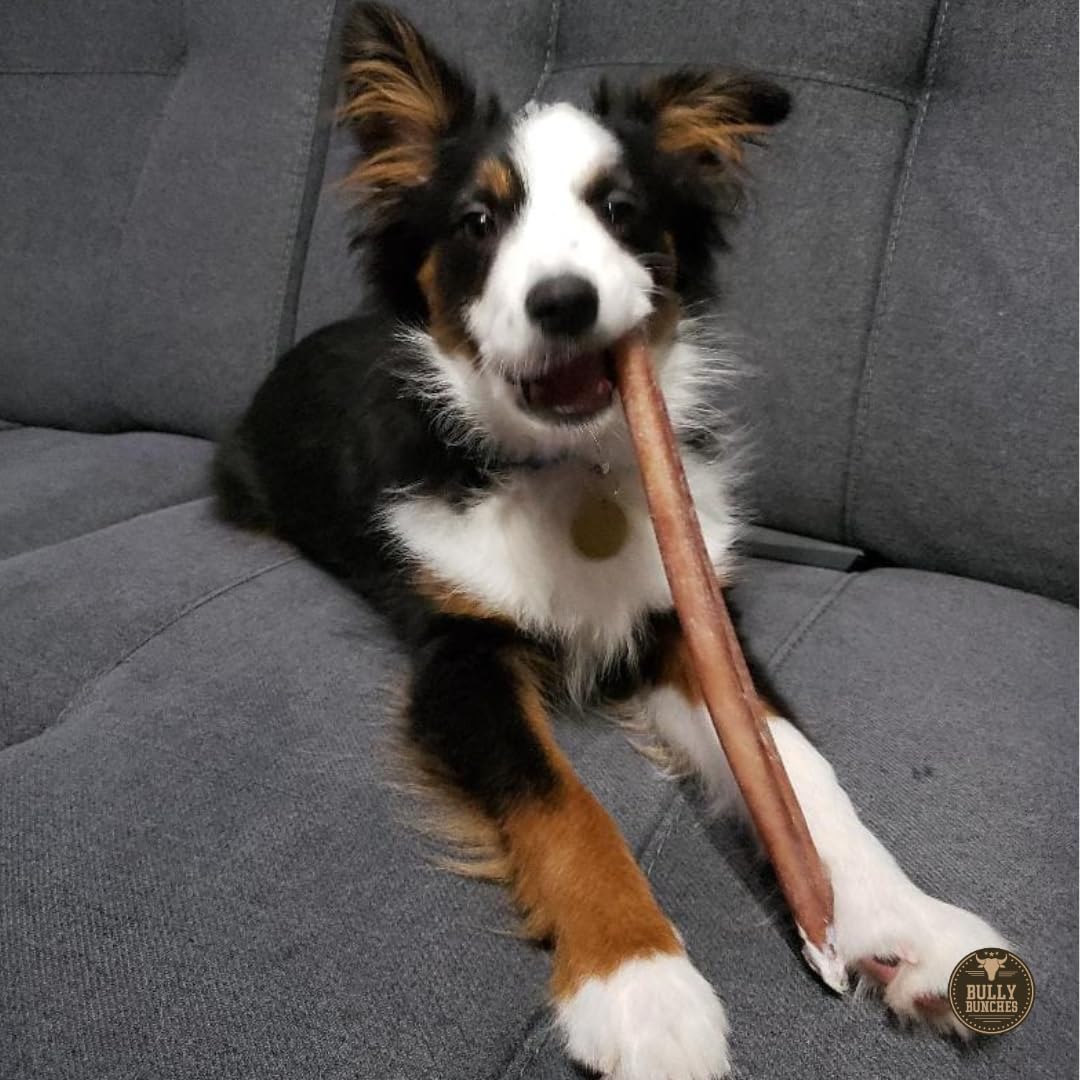 Bully Bunches Premium 12 Inch Thick Odor-Free Bully Sticks for Medium & Large Dogs - Long Lasting Chews for Oral Care - All Natu