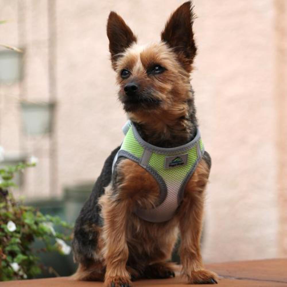 American River Dog Harness Ombre Collection - Limestone Gray XL