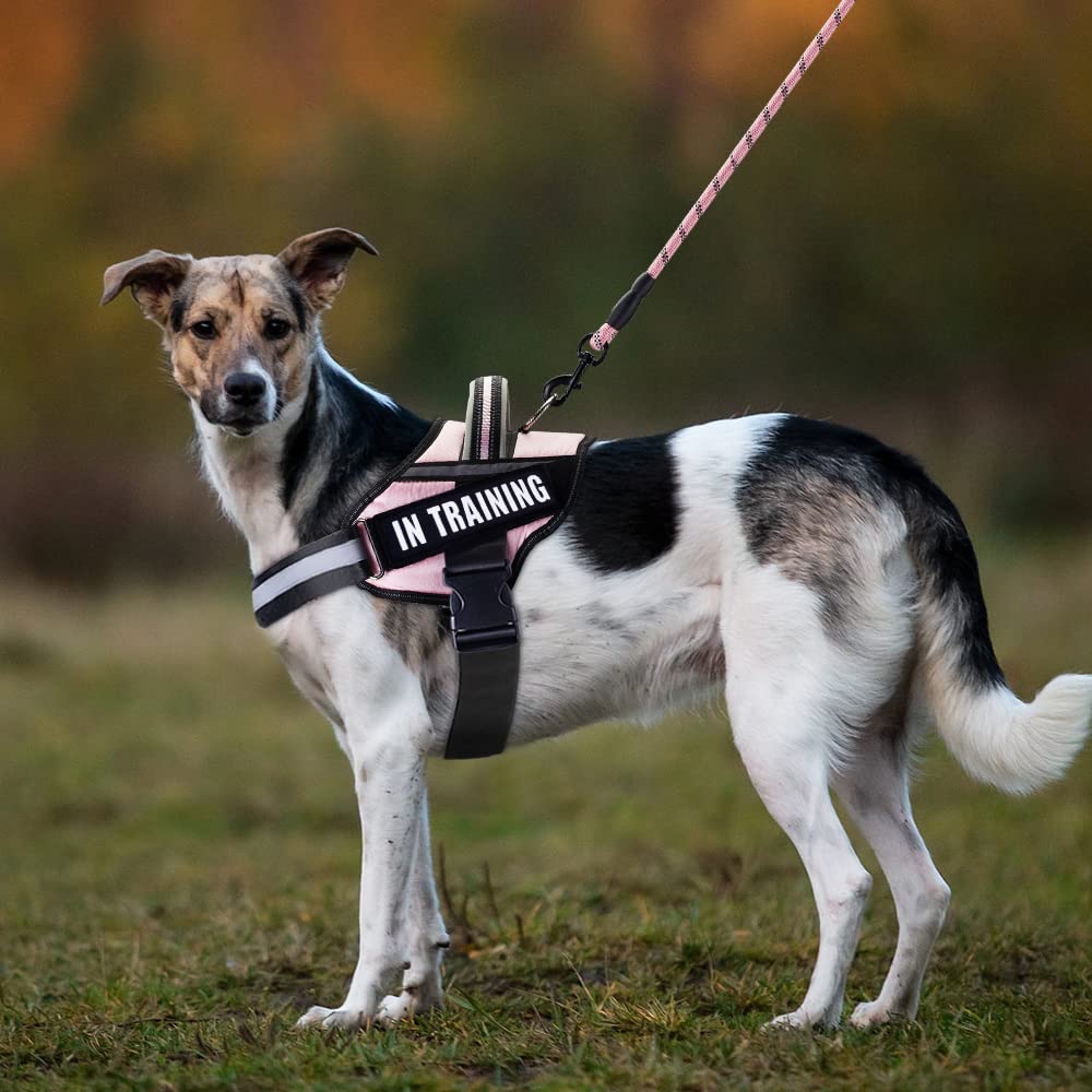 Service Dog Vest Harness And Leash Set, Animire In Training Harness With 8 Dog Patches, Reflective Leash With Soft Padded Handle For Small, Medium, Large, And Extra-Large Dogs(Pink,L)