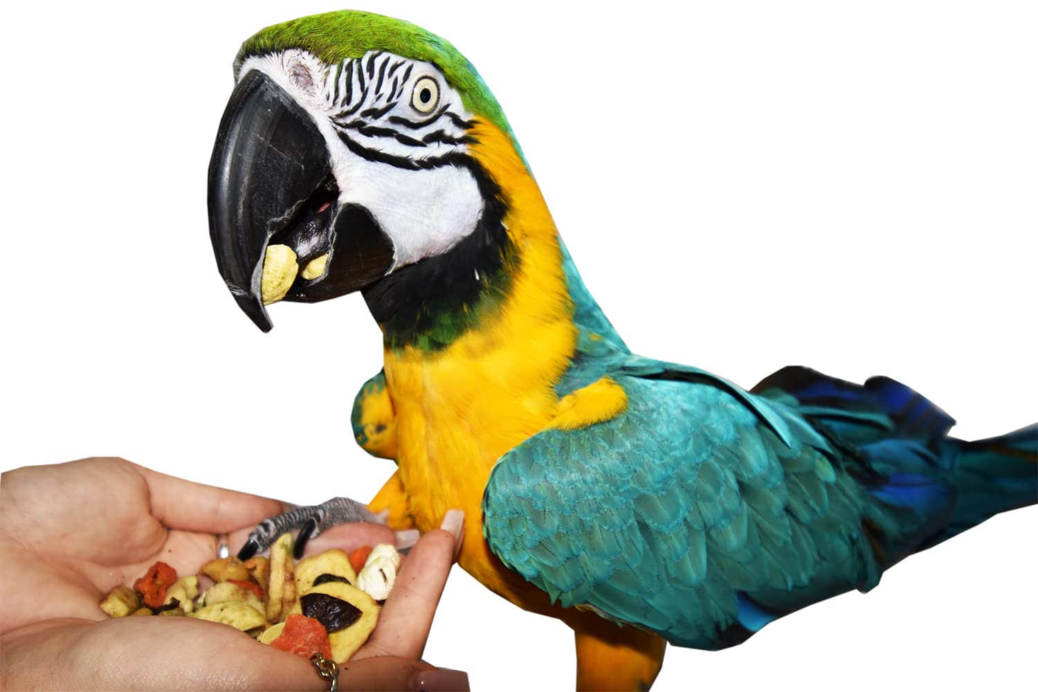 Birds LOVE All Natural Garden Blend Bird Food for Parrots, 2lb - Healthy, Nutritious Mix for Optimal Parrot Health