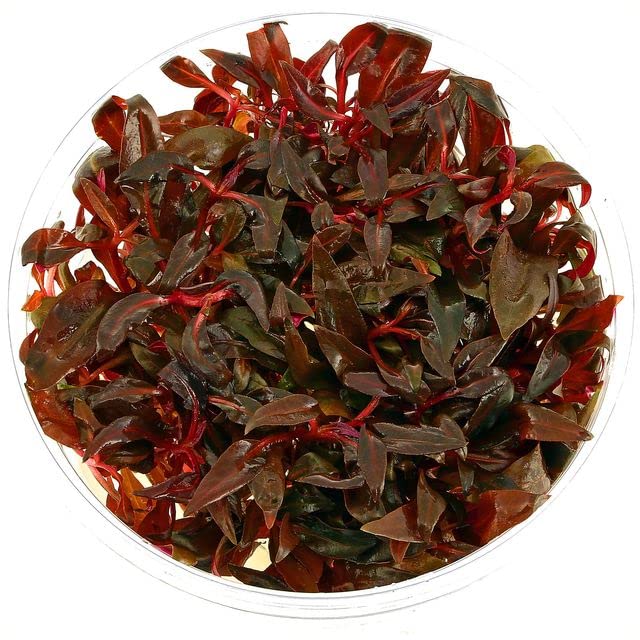 Tissue Culture Live Aquarium Plants | In Vitro Freshwater Aquatic Plants For Small Aquariums And Foreground (Alternanthera Reine