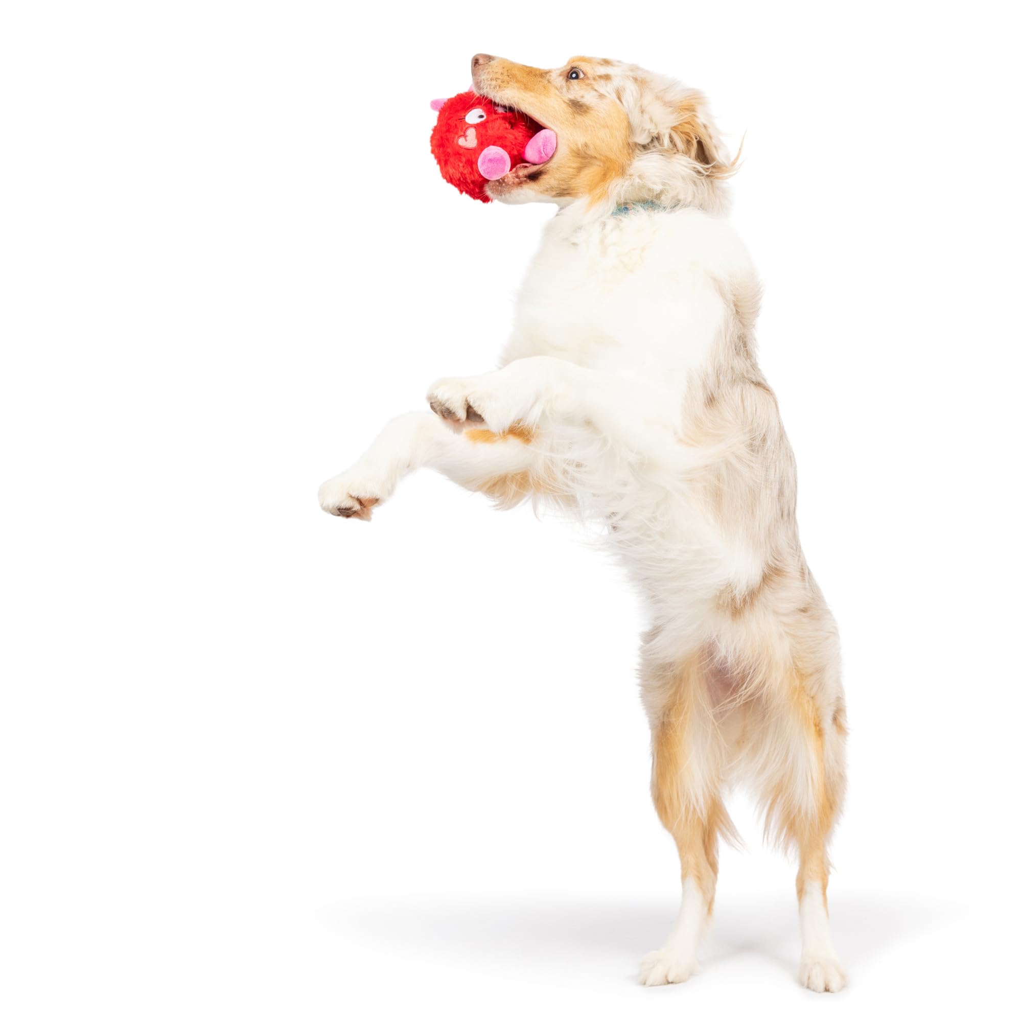 Huxley & Kent For Dogs - Fur Bug (One Size - 4.5'') - Valentine'S Day Power Plush Funny Dog Toy With Squeaker - Fun, Durable - H