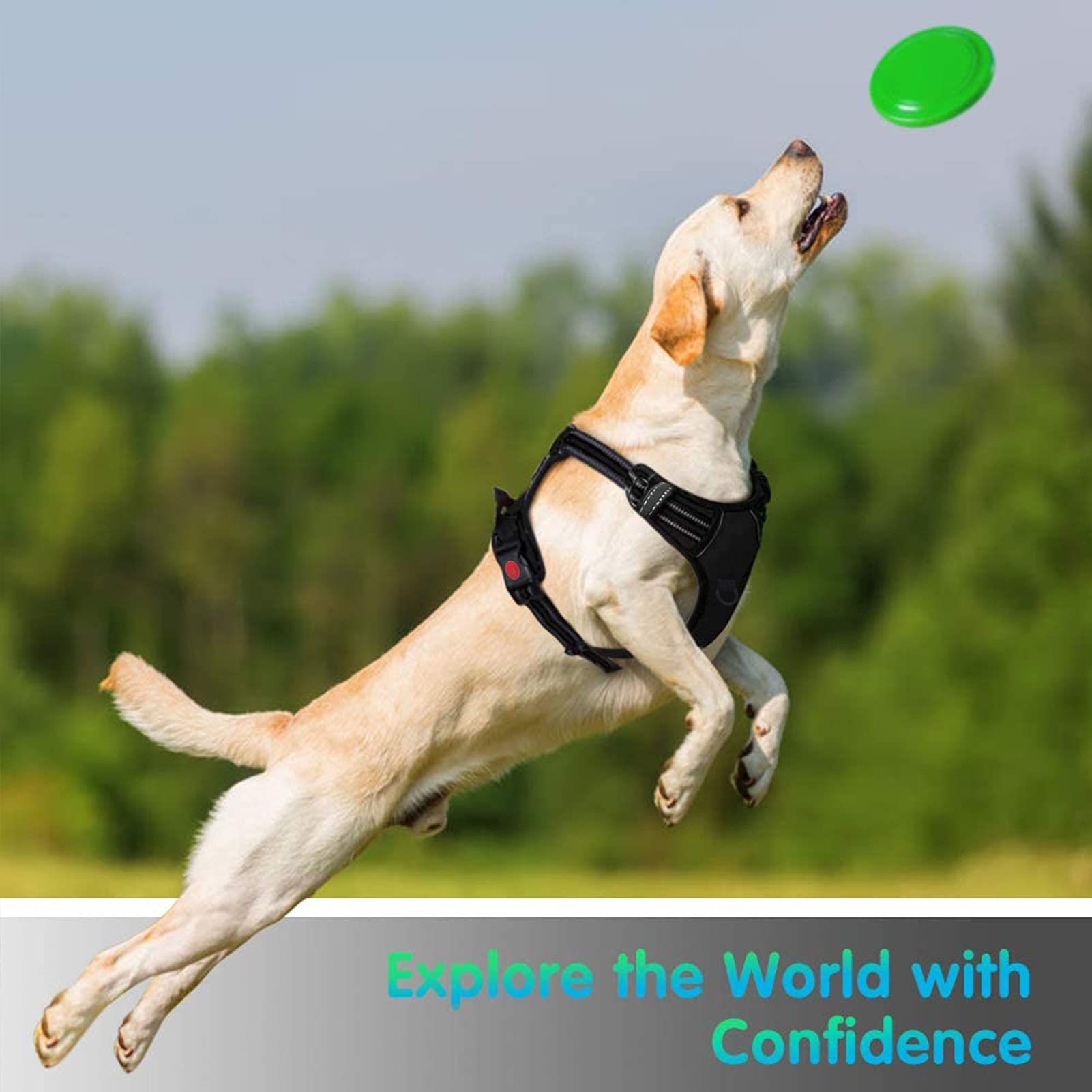 Qisebin Dog Harness, No-Pull Pet Harness With 2 Leash Clips, Adjustable Soft Padded Dog Vest, Reflective No-Choke Pet Oxford Vest With Easy Control Handle For Small Dogs, Black, M