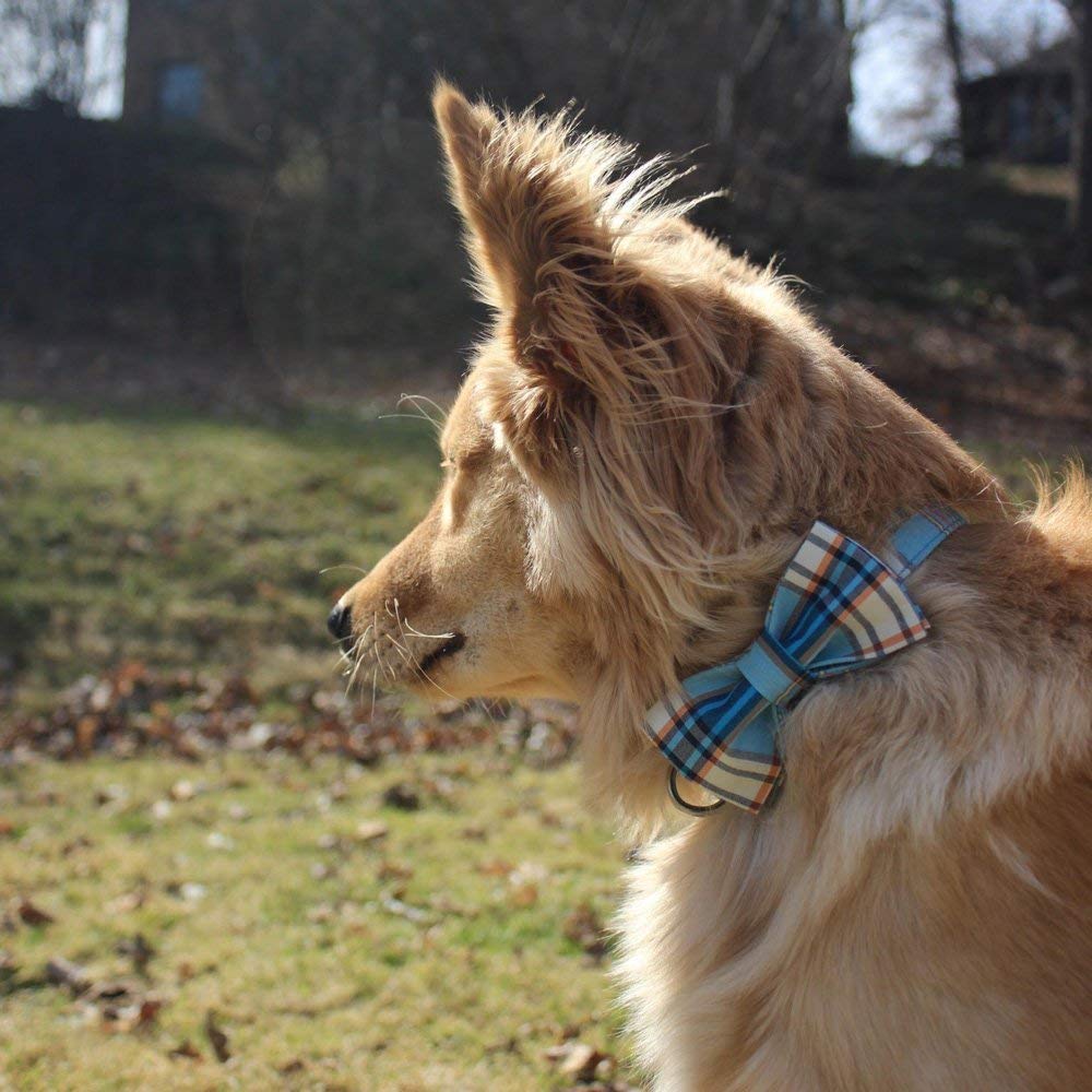 Lionet Paws Boy Dog Collar With Bowtie, Comfortable Adjustable Cute Blue Plaid Bow Tie Collar For Male Dogs Gift, Medium, Neck 1