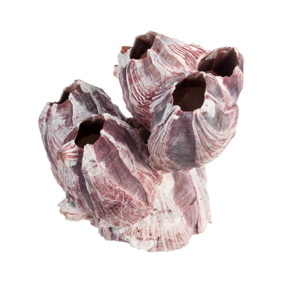 Real Purple Barnacle Cluster - 3-5' - Aquarium Ornament Piece For Decoration - Natural Barnacle Cluster For Craft And Decor - Plus Free Nautical Ebook By Joseph Rains