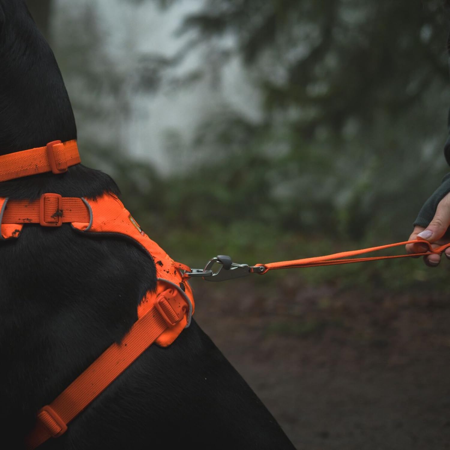 Ruffwear, Front Range Dog Leash, 5 Ft Lead With Padded Handle For Everyday Walking, Blaze Orange