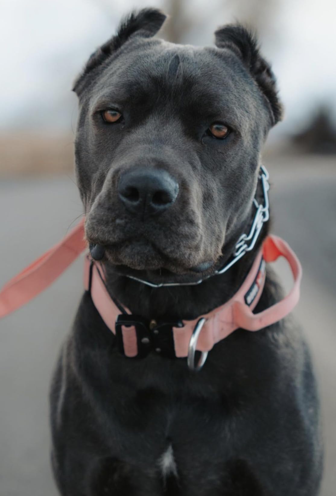 Boss Dog Tactical Collar, Pink, X-Small