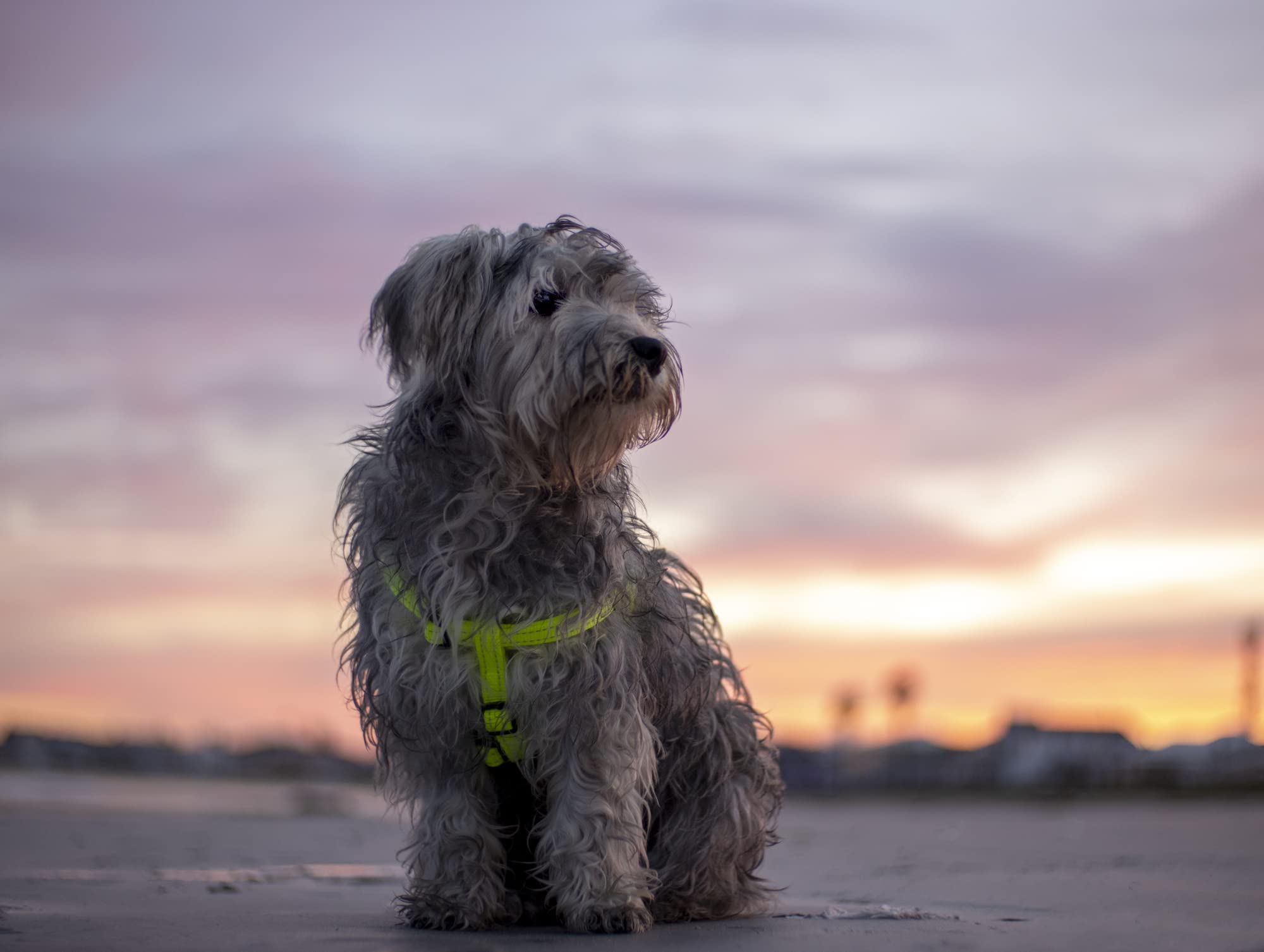 Reflective Adjustable Dog Step in Harness for Medium Dogs; matching collar and leash available, Turquoise