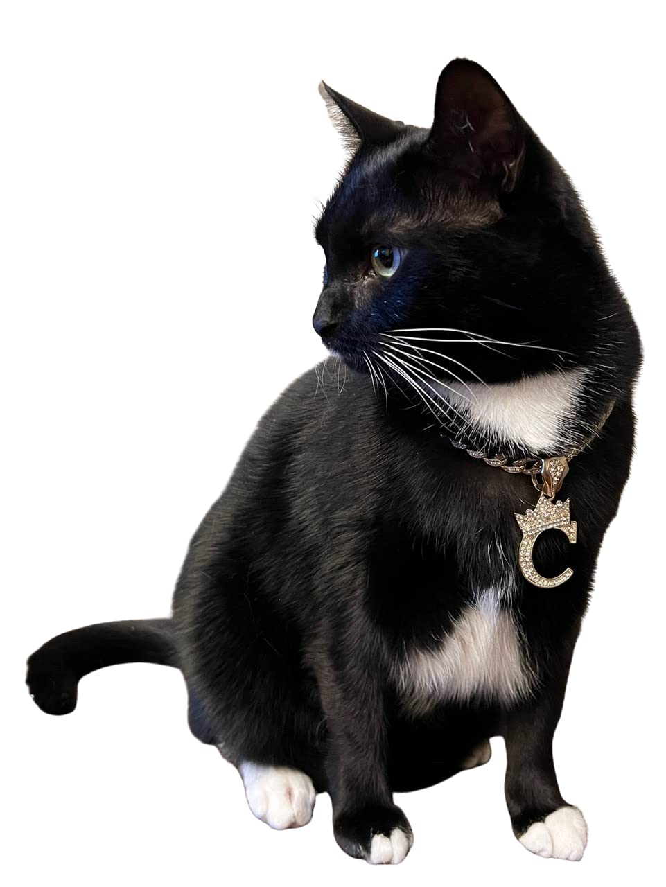 Initial Letter Cuban Chain Dog Chain Pet Chain Pet, Cat, Puppy Necklace (T, 16'')