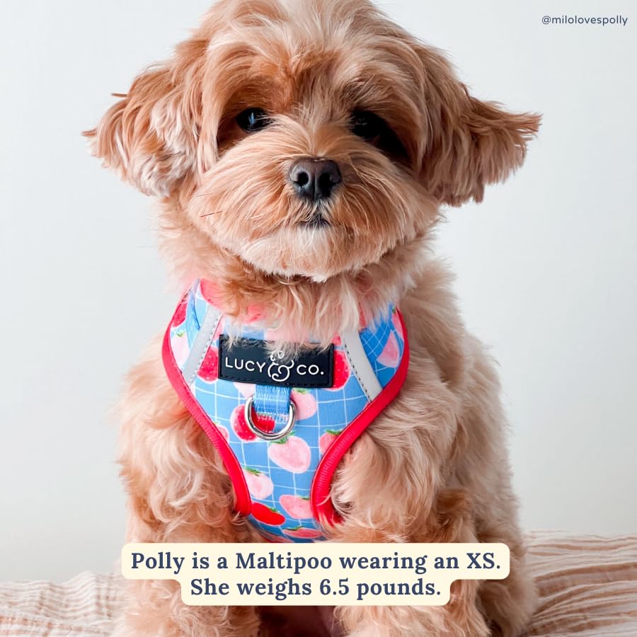 Lucy & Co. The Fresh Berries No-Pull Dog Harness - Size Small- Vest to Stop Pulling & Walk Easy - Comfortable Leash Training Pro
