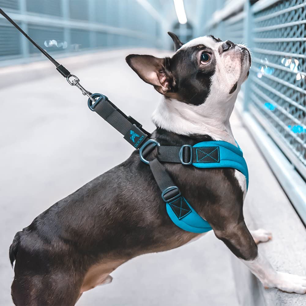 Gooby Escape Free Sport Harness - Turquoise, Large - No Choke Step-In Patented Neoprene Small Dog Harness, Four-Point Adjustment - Perfect On The Go Dog Harness For Medium Dogs No Pull And Small Dogs