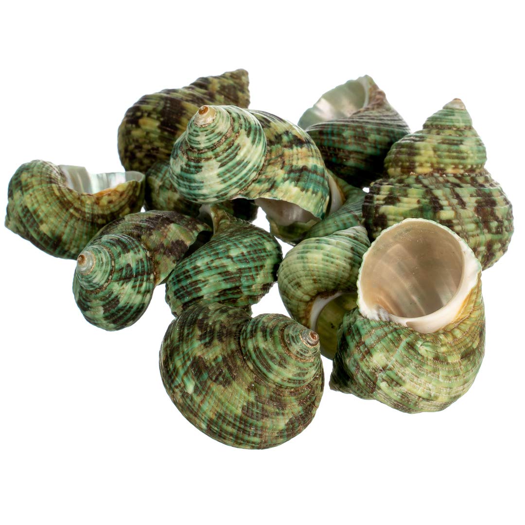 Hermit Crab Shells | Turbo Shells | 12 Green Stenuous Turbo Shells | Opening Size 0.5' - 1' | Hermit Crab House For Décor | Plus Free Nautical Ebook By Joseph Rains