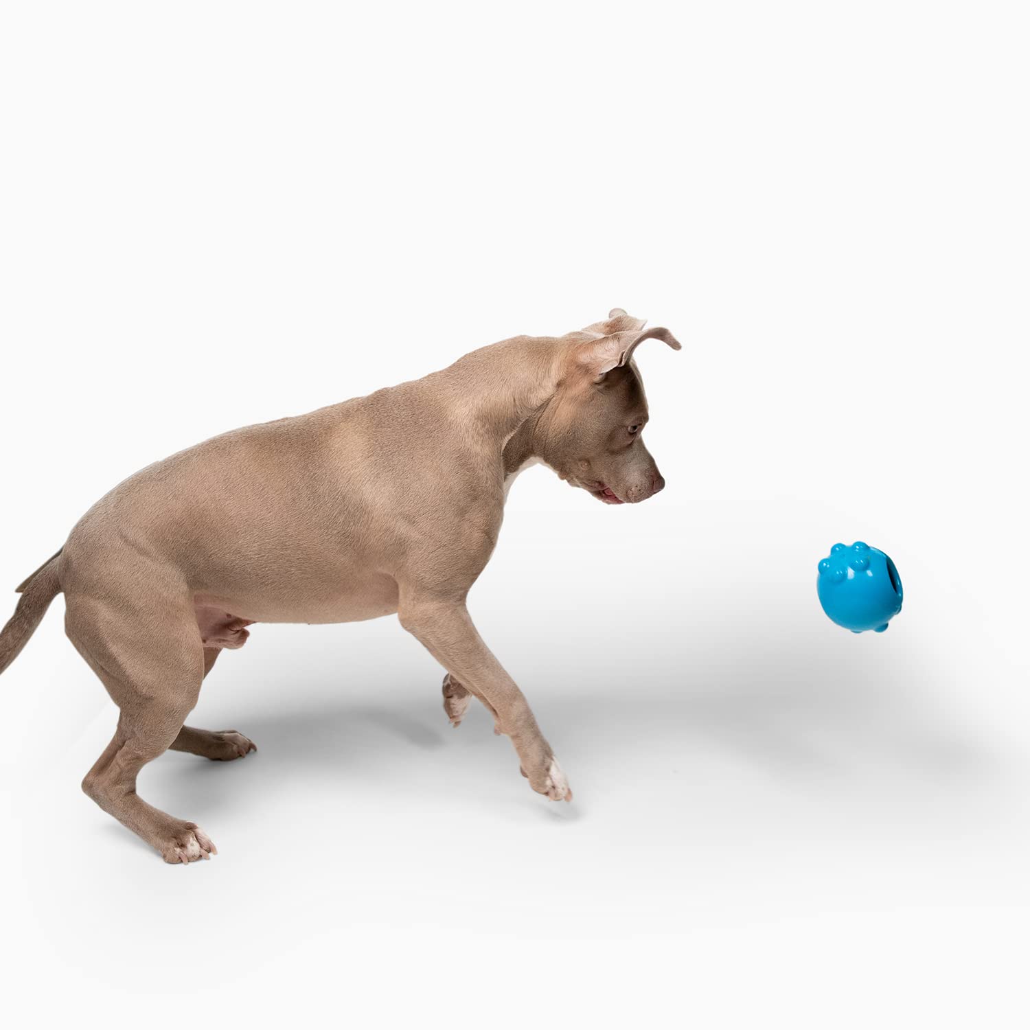 Jolly Dipper Treat Dispensing Dog Toy