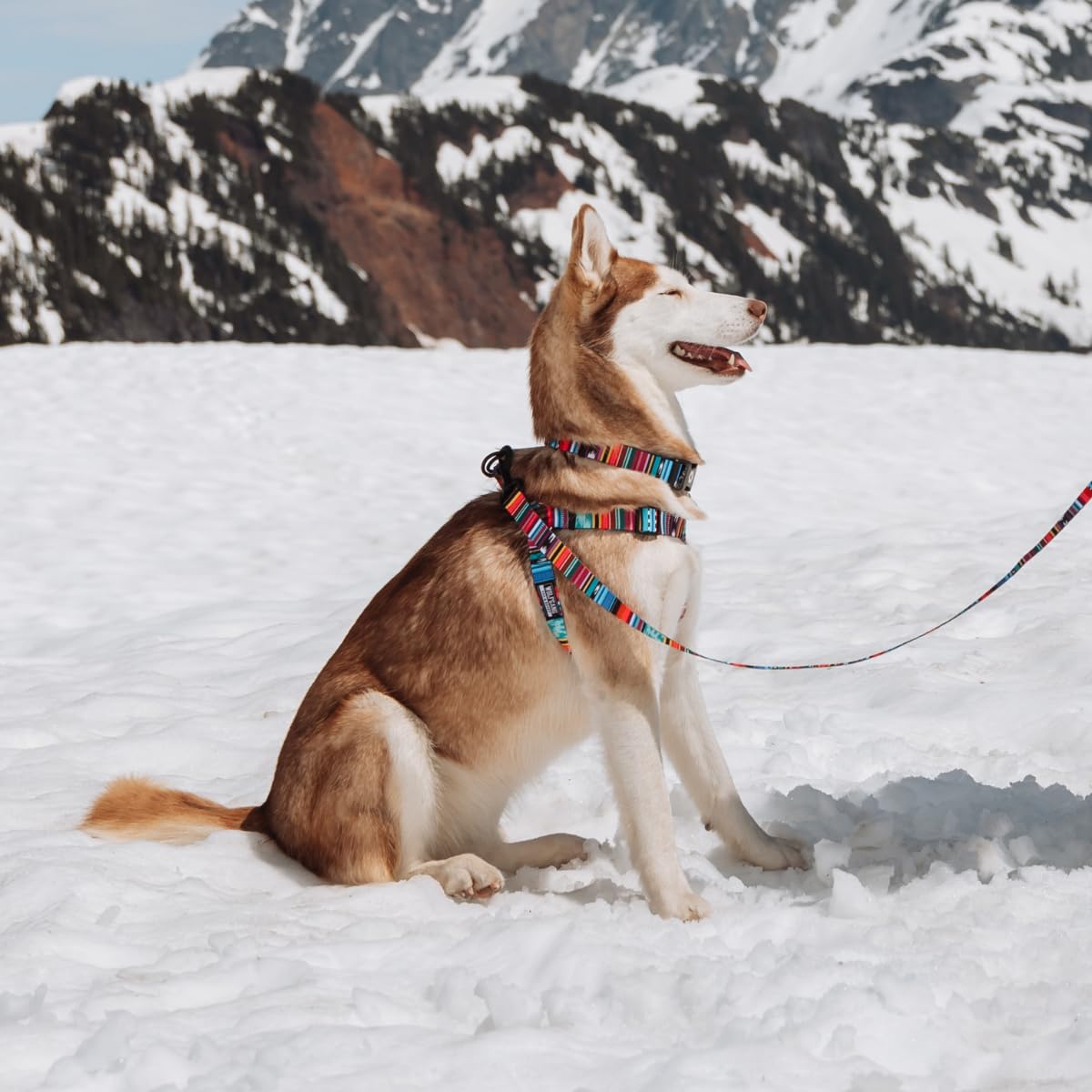 Wolfgang Heavy Duty Adjustable Dog Harness, Pull-Tested To Over 800 Lbs For Walking & Training, Quetzal Print, Extra Large