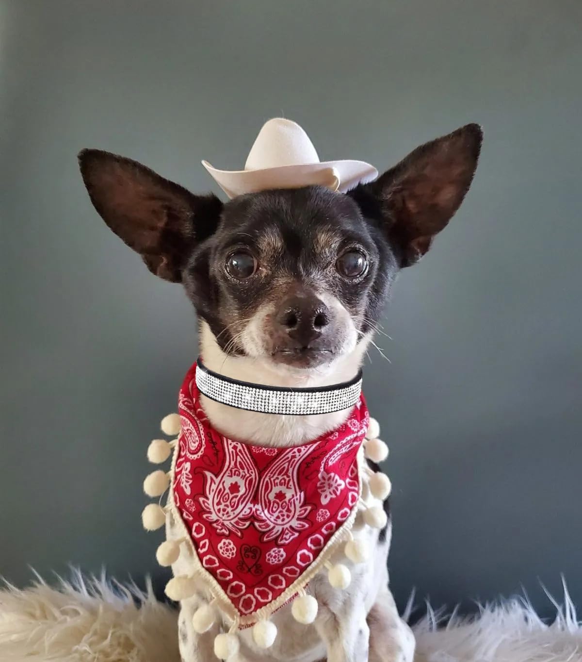 Diamond Xs Dog Collar Girl, Bling Dog Collar With Rhinestone Crystal Glitter Female Dog Collars For Puppy Xxs Xs Small Dogs And