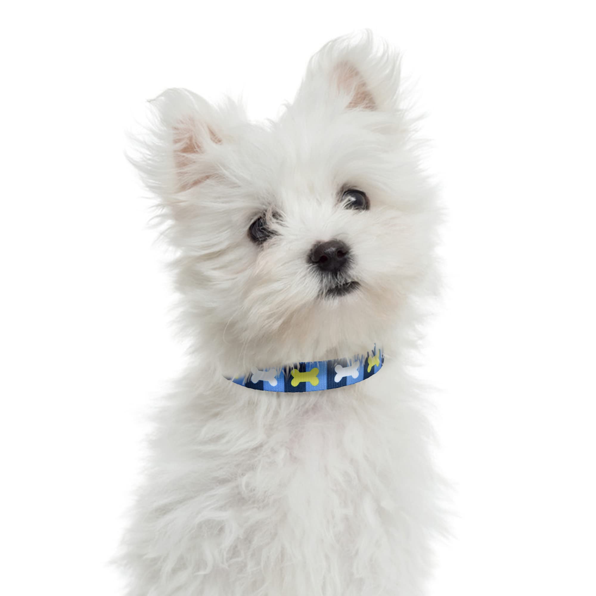 Mile High Life Dog Collar | Nylon Puppy Collars W Cute Patterns | Lightweight Girl Dog Collar | Boy Dog Collar For Small/Medium/Large Dogs (Blue Bone, Small)
