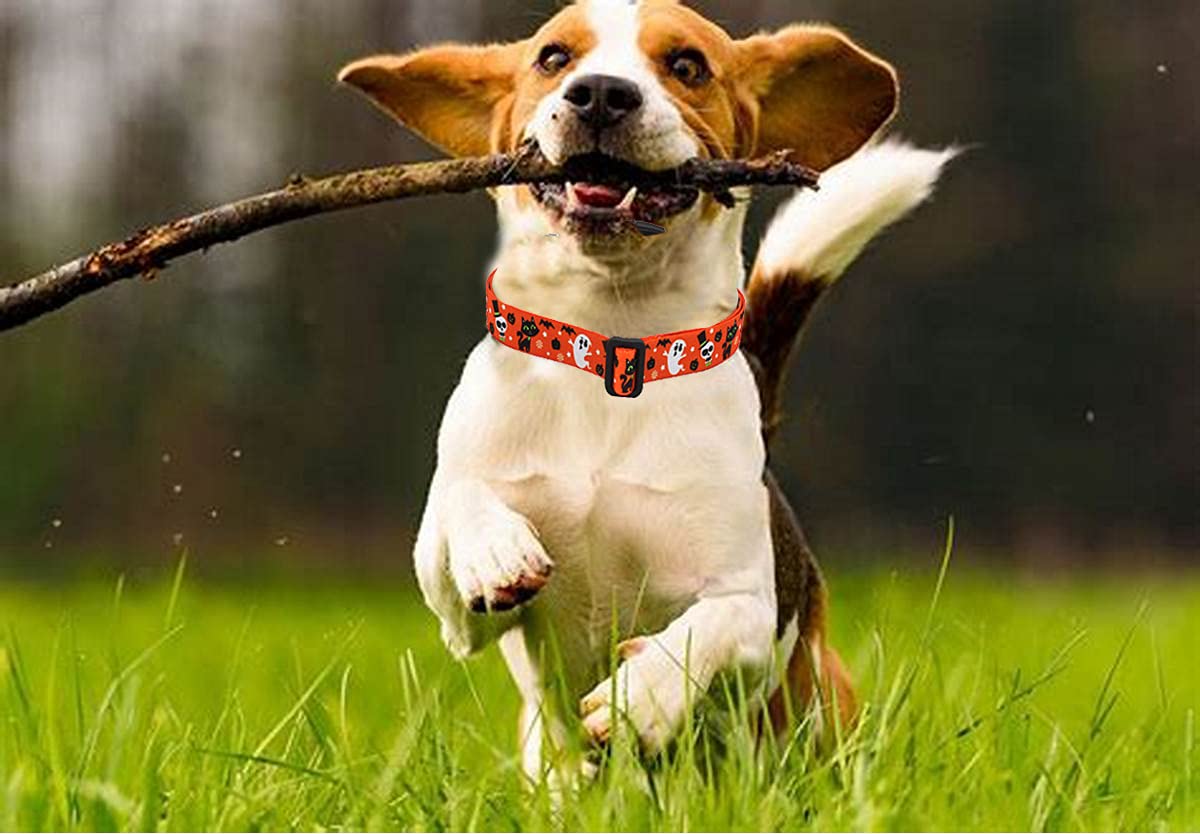 Mihqy Halloween Dog Collar - Pumpkin Bat Ghost Pattern - Adjustable For Small Medium Large Dogs(Halloween,M)