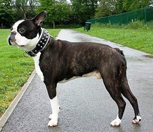 Bestia Rocky Studded Dog Collar. Hand Made. French Bulldog, Bulldog, Terrier, German Shepherd, 2 inch Wide, 100% Leather, Soft P