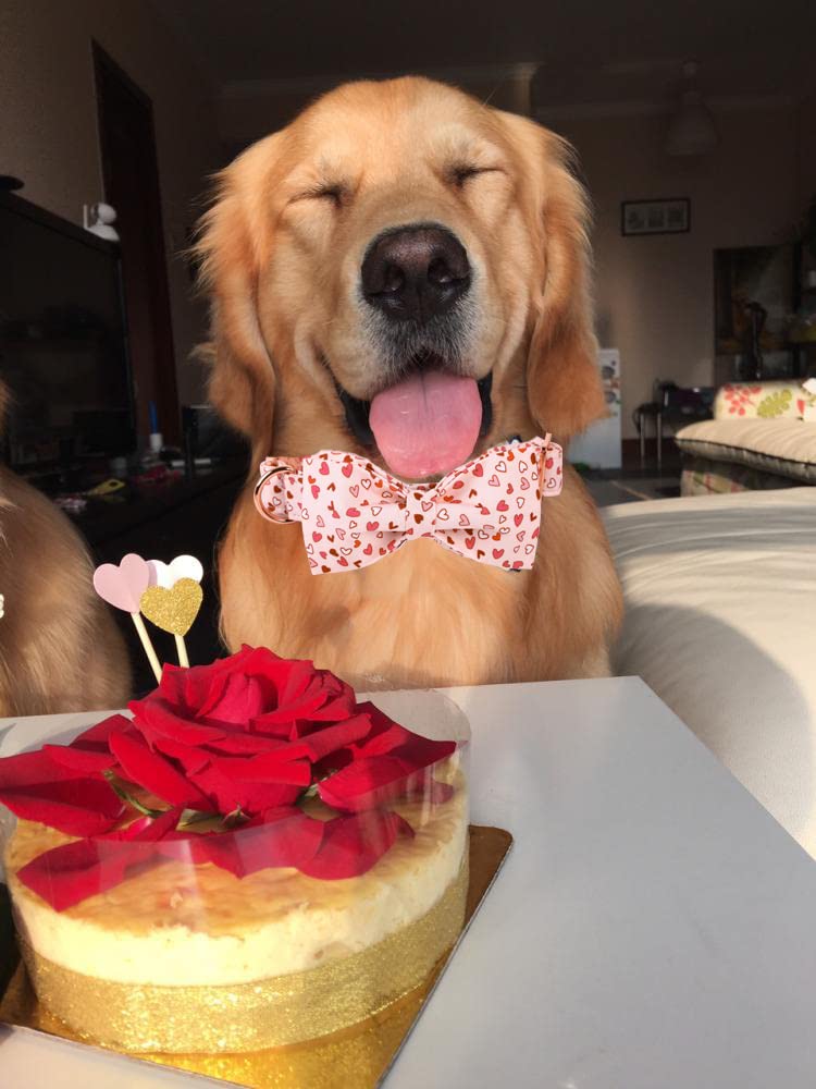 Elegant Little Tail Valentine'S Dog Collar With Bow Tie, Cute Heart Bowtie Pet Gift For X-Small Puppy