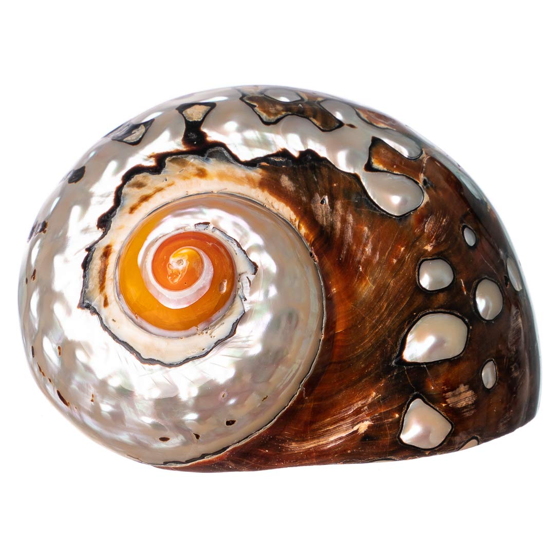 Hermit Crab Shells | Turbo Shells | African Sarmaticus Turbo Shell 3'-3.5' | Hermit Crab House For Décor | Plus Free Nautical Ebook By Joseph Rains