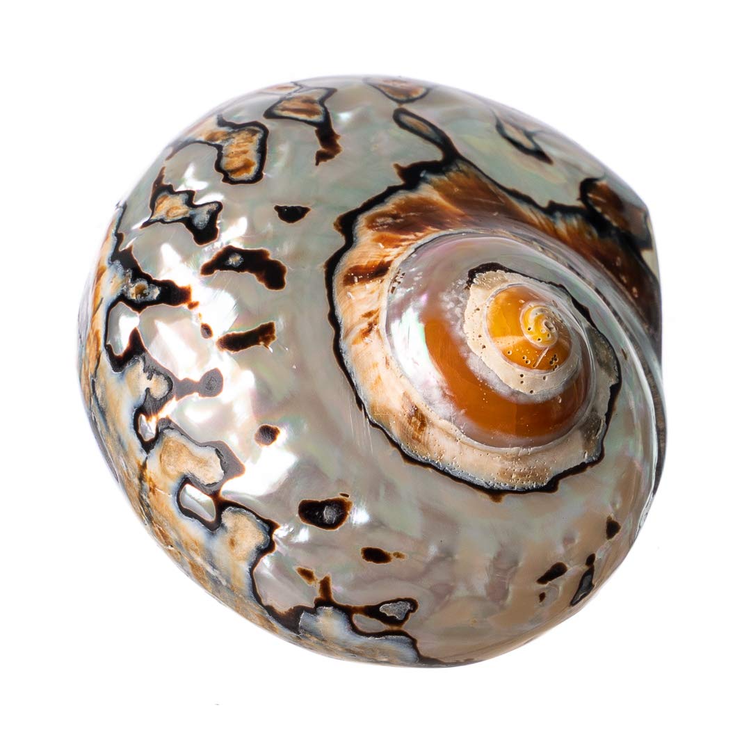 Hermit Crab Shells | Turbo Shells | African Sarmaticus Turbo Shell 3'-3.5' | Hermit Crab House For Décor | Plus Free Nautical Ebook By Joseph Rains