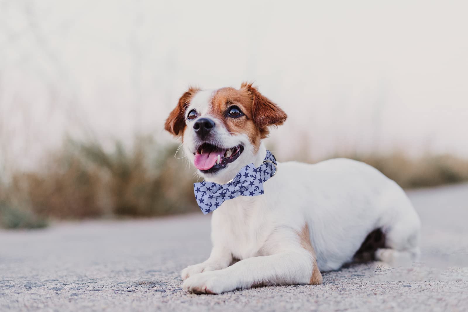 Lionet Paws Dog Collar With Bowtie, Summer Bowtie Collar For Dog,Adjustable Comfortable Dog Collar Gift For Puppy Small Medium L
