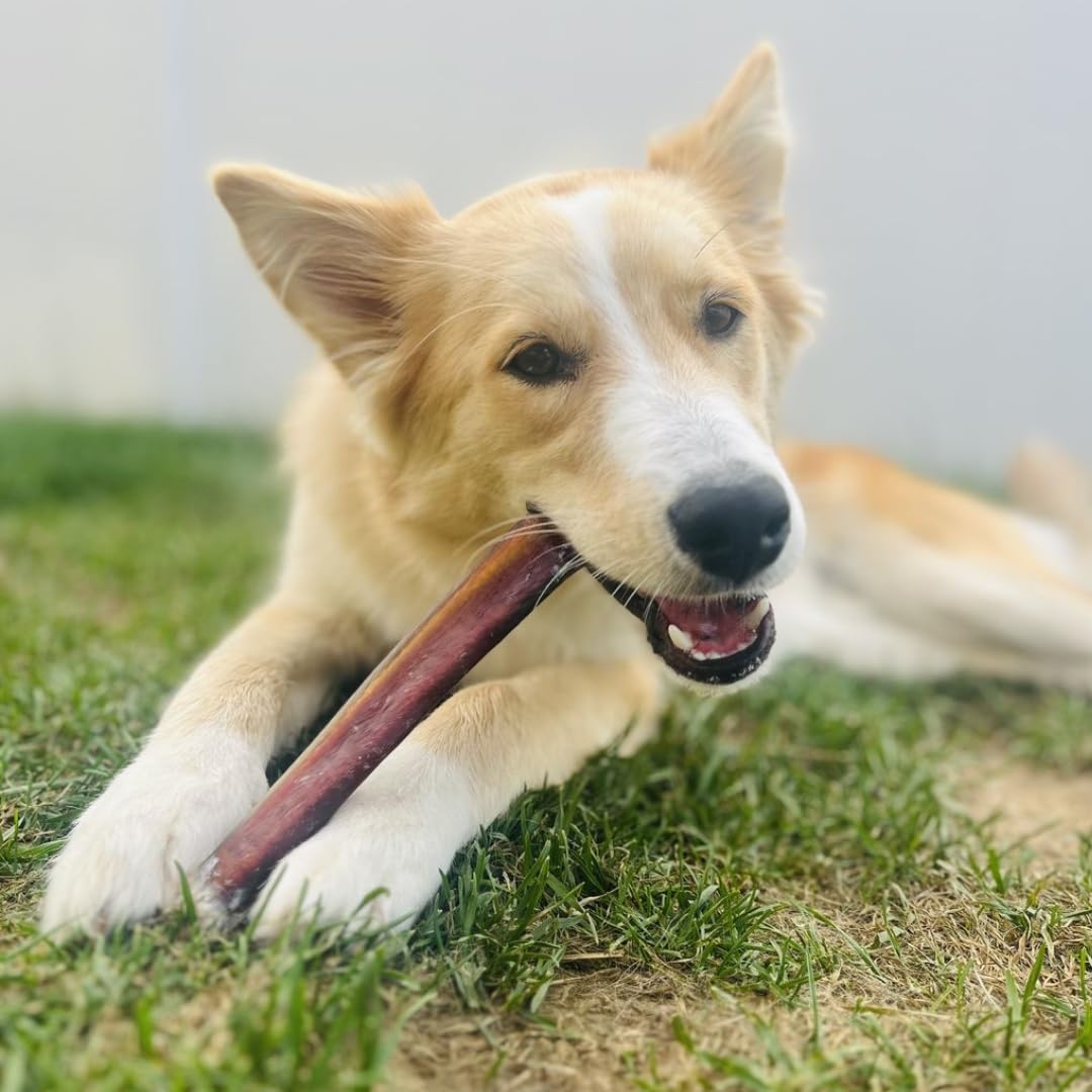 Bully Bunches Premium 12 Inch Jumbo Odor-Free Bully Sticks for Medium & Large Dogs - Long Lasting Chews for Oral Care - All Natu