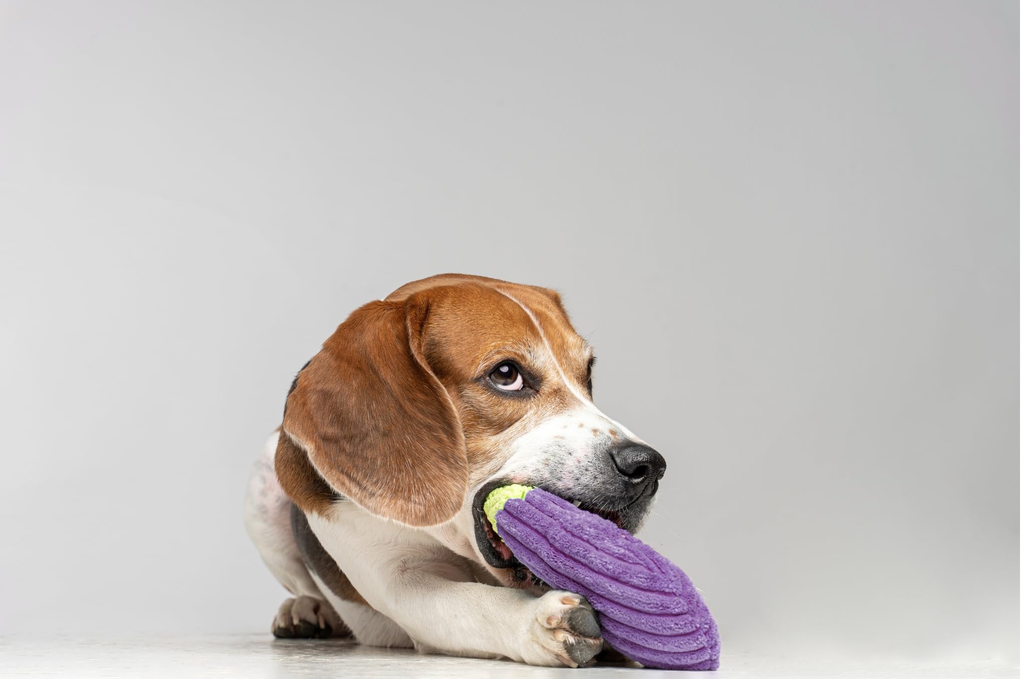 Puffy Crew Squeaky Dog Plush Toy, Bite_Stick Collection, 8'', For Small And Medium Dogs (Eggplant)