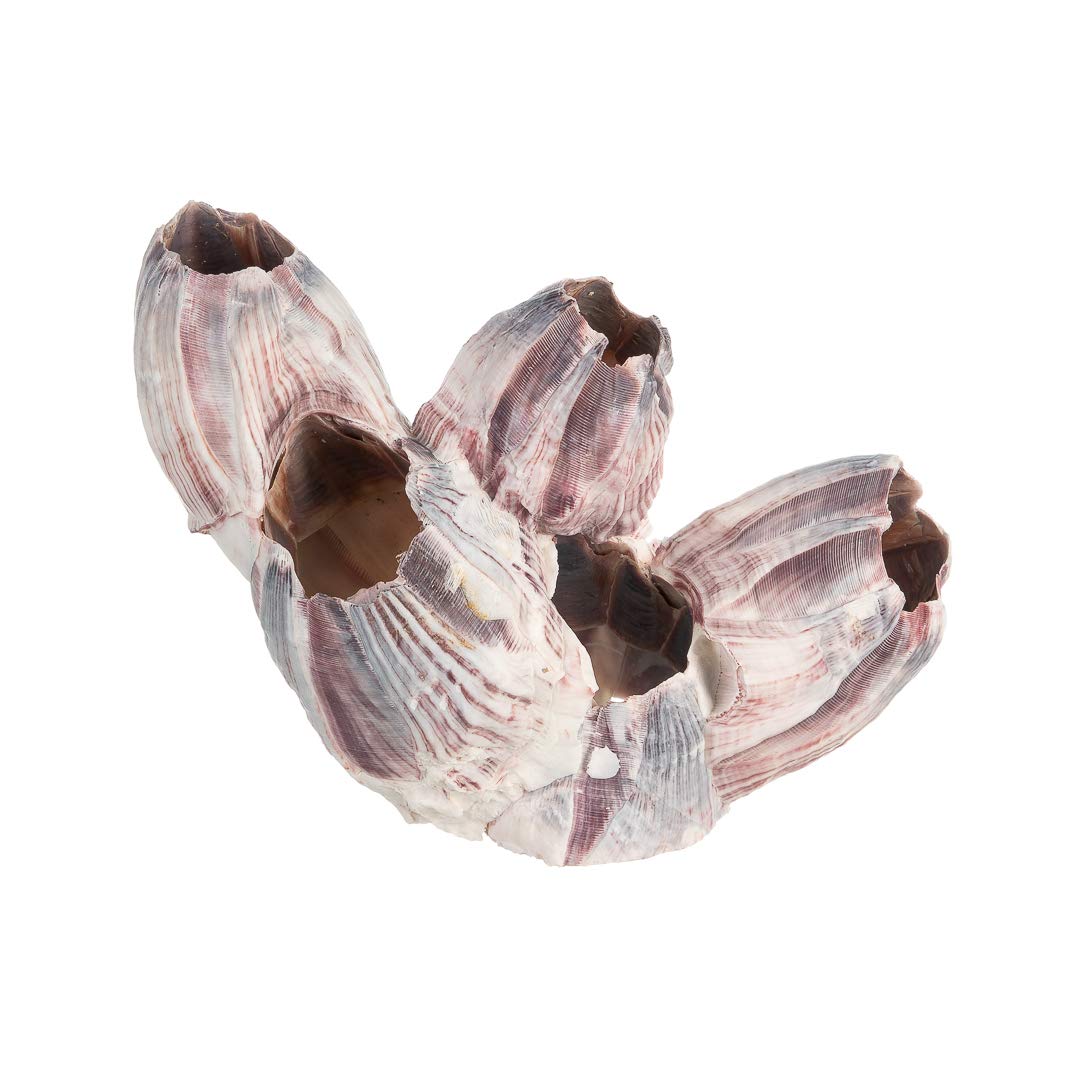 Real Purple Barnacle Cluster - 3-5' - Aquarium Ornament Piece For Decoration - Natural Barnacle Cluster For Craft And Decor - Plus Free Nautical Ebook By Joseph Rains