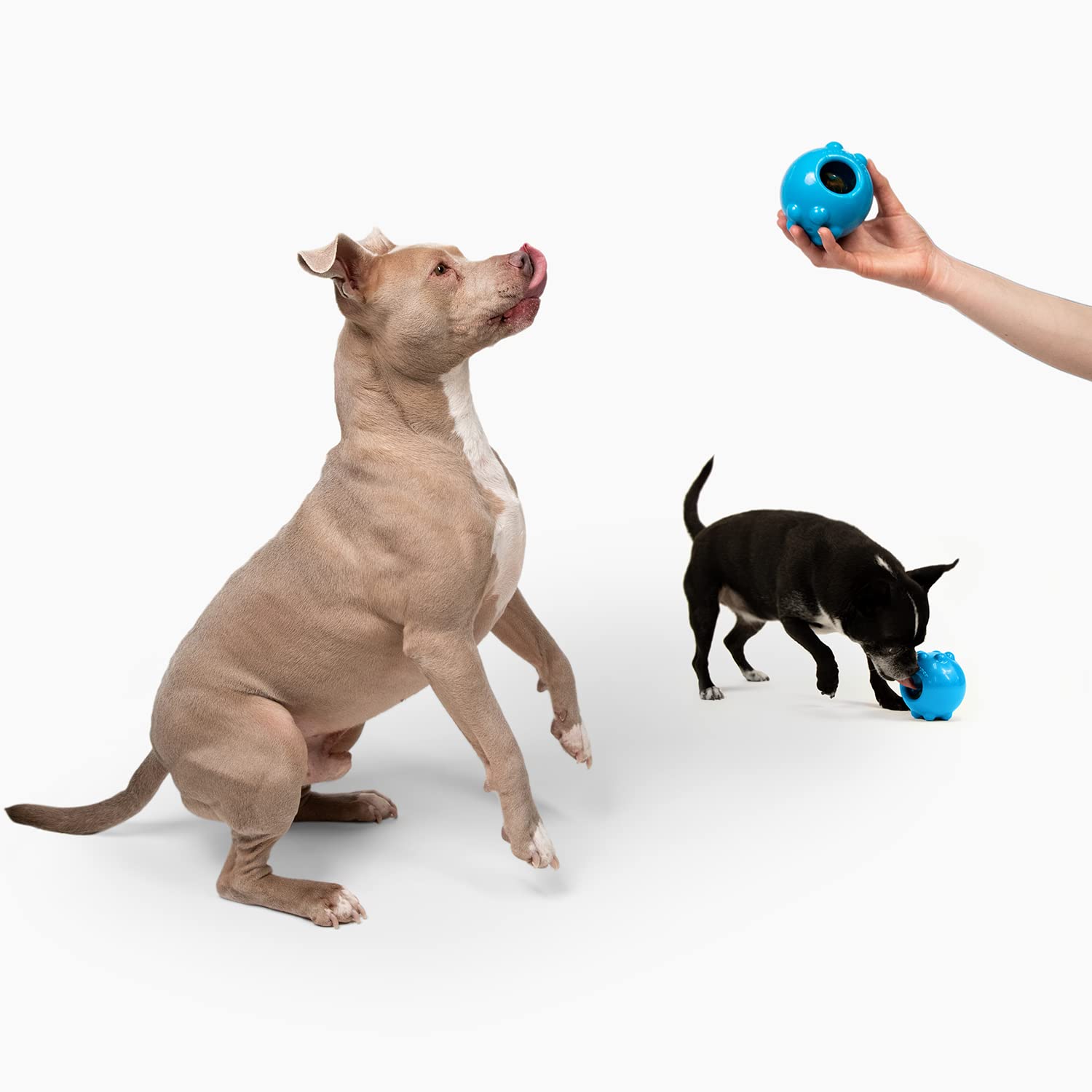 Jolly Dipper Treat Dispensing Dog Toy