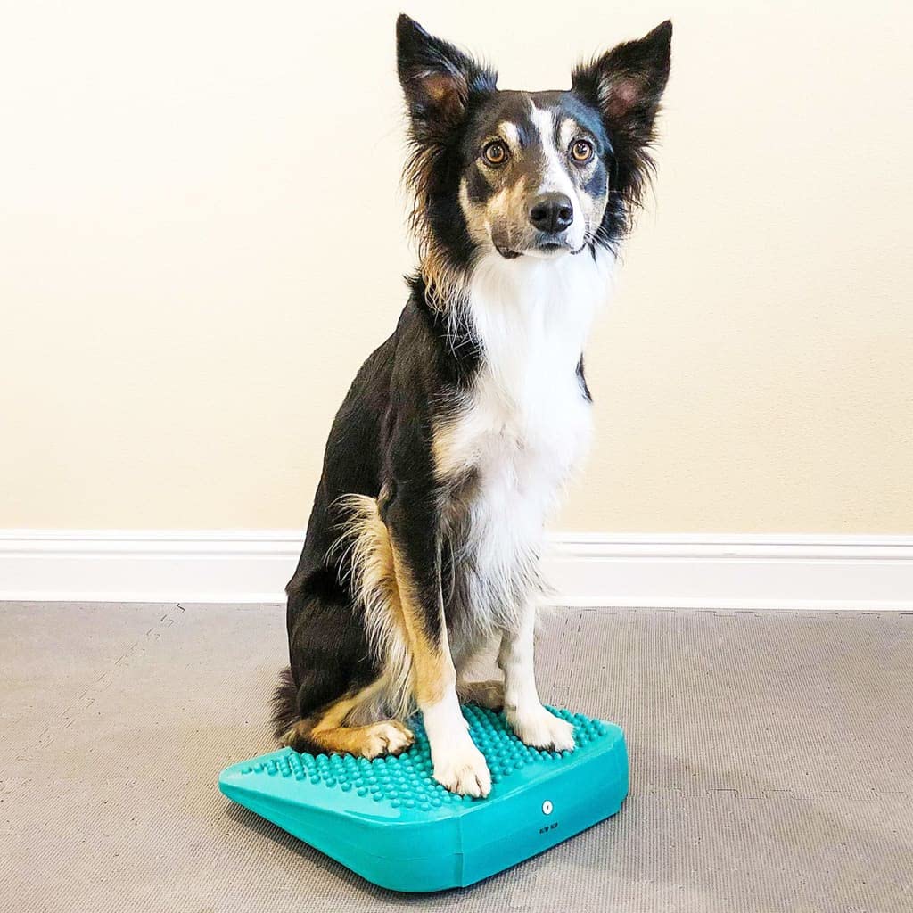 Fitpaws?Balance Ramp, Aqua | Dog Exercise Equipment | Workout Tool For Strength, Core, Stability & Rehabilitation