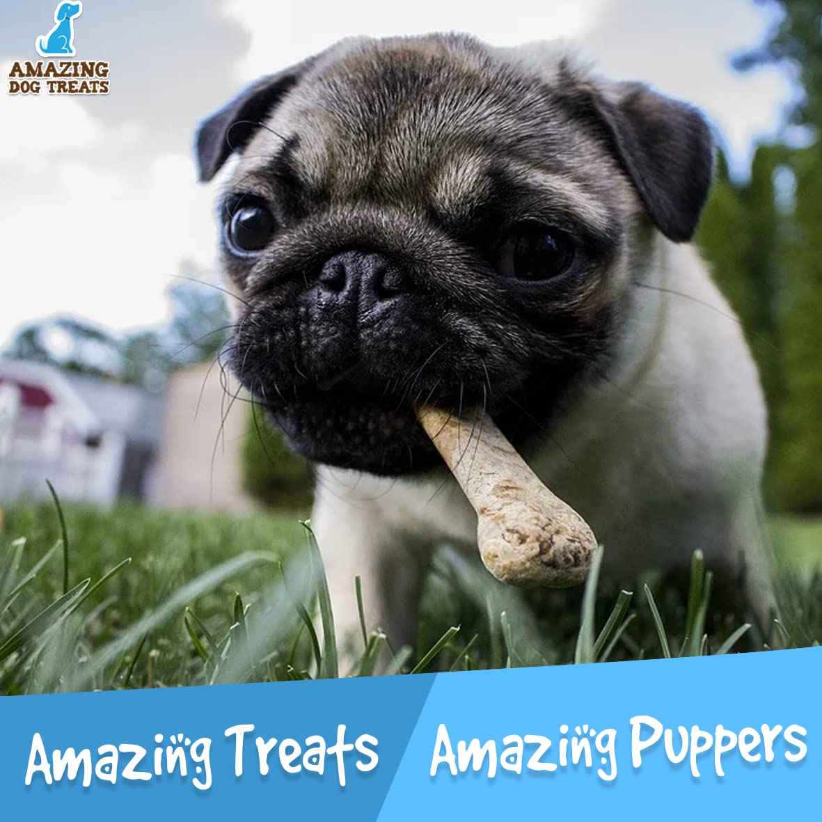 Amazing Dog Treats - 2-3 Inch Beef Trachea Rings (50 pcs/pck) - Premium Dog Chews- Great for Small Size Dogs - Excellent Source