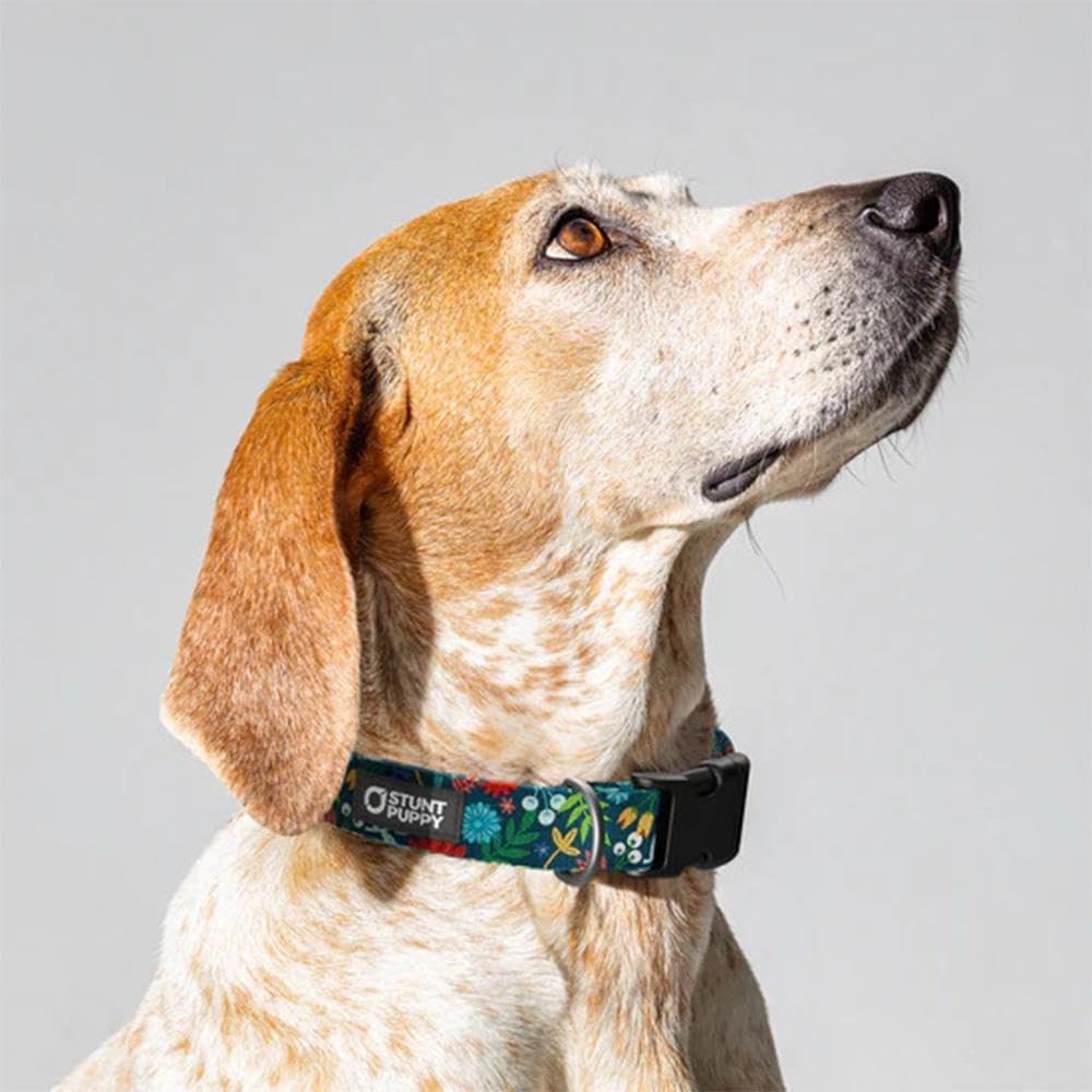 Frolic Fall Everyday Collar Large