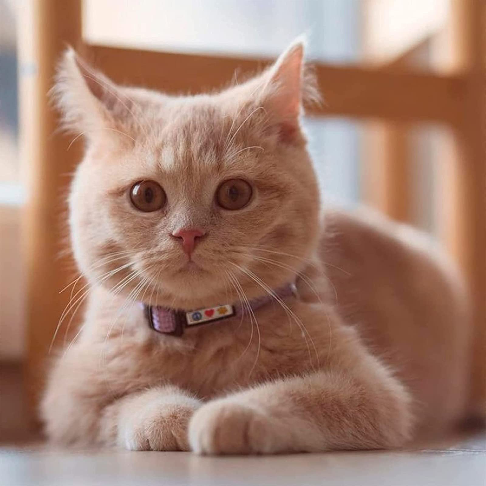 Pawtitas Reflective Cat Collar With Safety Buckle And Removable Bell Cat Collar Kitten Collar Pink Cat Collar