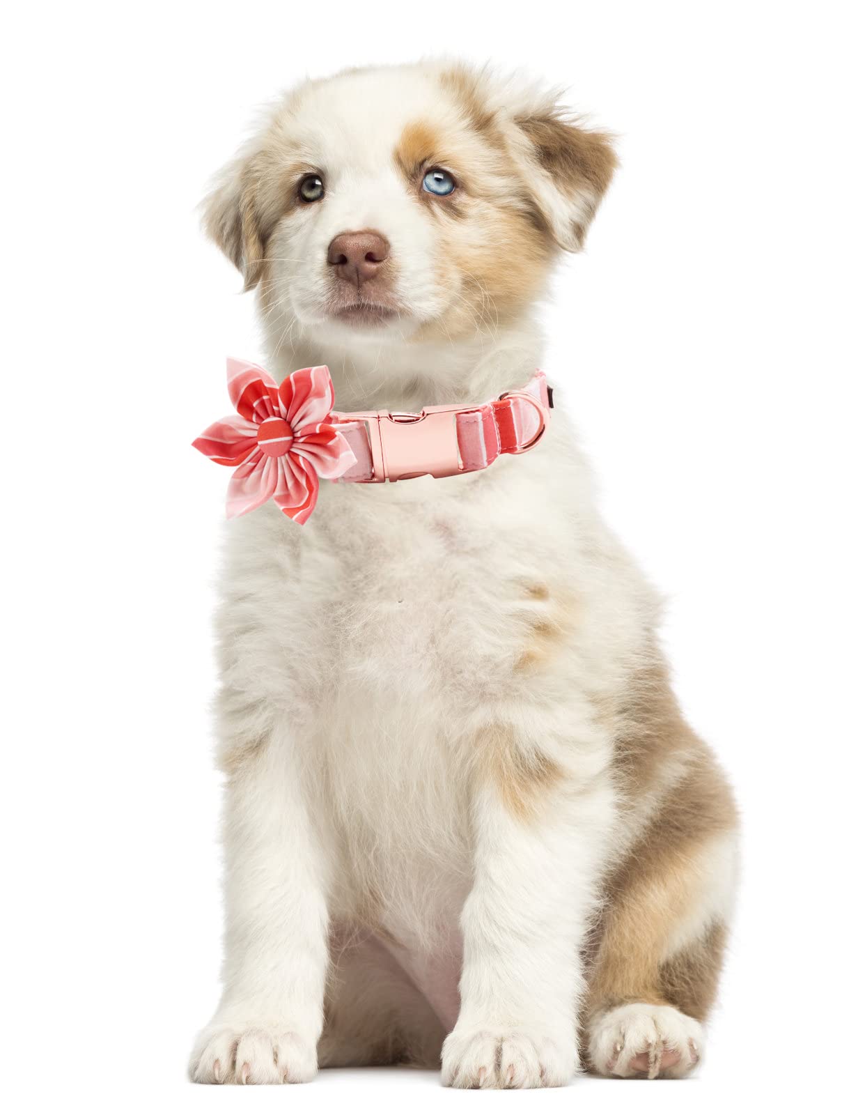 Lionet Paws Dog Collar With Flower, Soft And Comfortable, Adjustable Collar For X-Large Dogs Girl, Neck 16-26 Inches