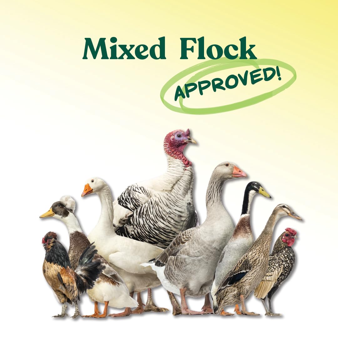 Manna Pro All Flock Crumbles, 16% Protein, Complete Feed for Poultry & gamebirds. Contains probiotics for Digestion, no Artifici
